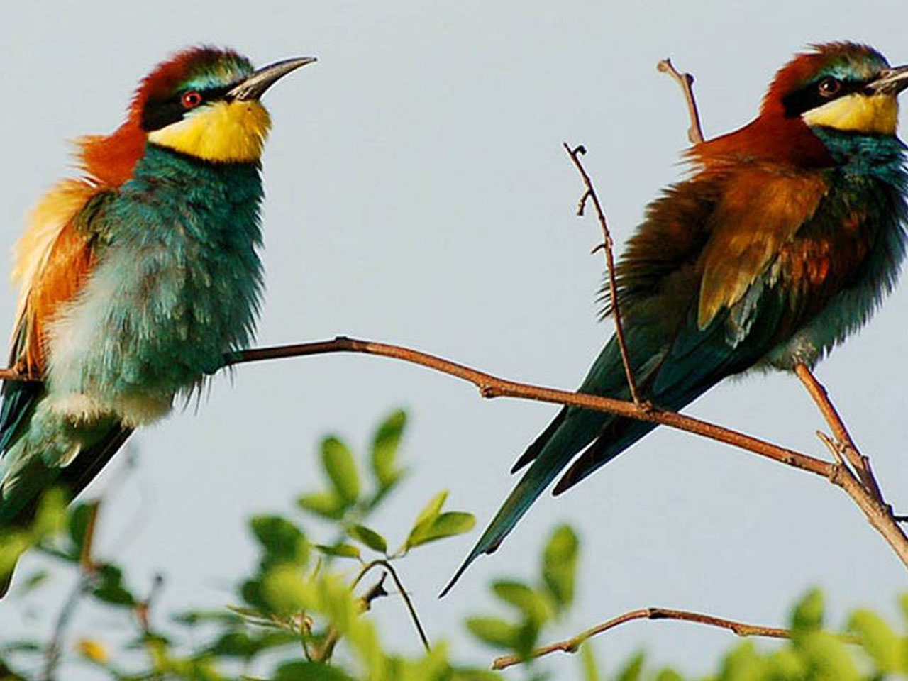 Kasaar Jungle Resort, Almora Almora Birdwatching
